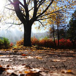 Trees in forest during autumn