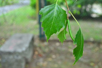 Close-up of plant growing on field