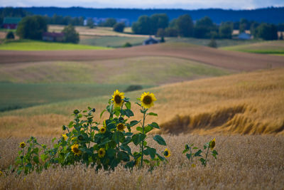 Close-up of flowers blooming in field