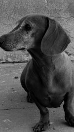 Close-up of dachshund dog looking away