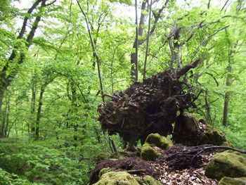 Trees in forest