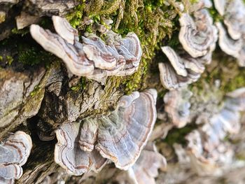 Close-up of tree trunk