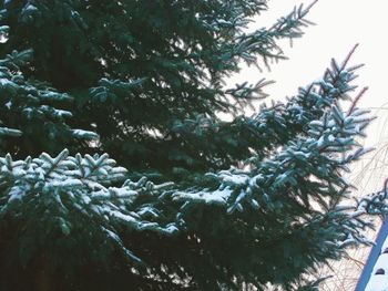 Low angle view of trees