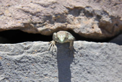 Close-up of lizard on rock