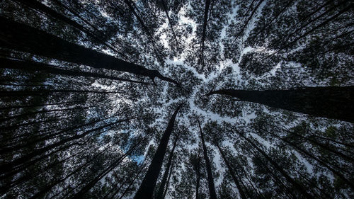 Low angle view of trees in forest