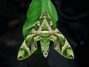 Close-up of insect on leaves