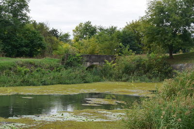 Scenic view of lake in forest against sky