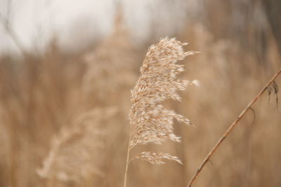 Close-up of dry plants