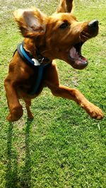 Close-up of dog on field