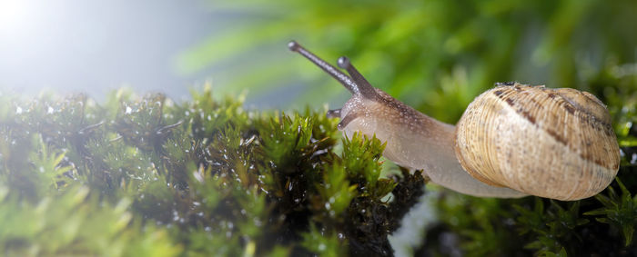 Macro photography snail or slug shell on green mosses, trying to pass a cut in the mosses.