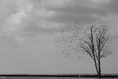 Birds flying against sky