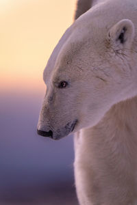 Close-up of male polar bear looking ahead