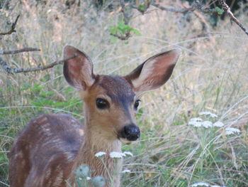 Close-up portrait of deer on grass