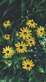 High angle view of yellow flowering plant