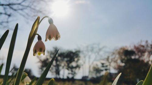 Close-up of white flowering plants against sky