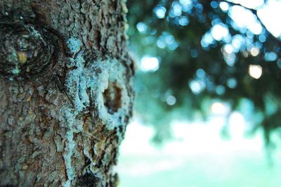 Close-up of tree trunk