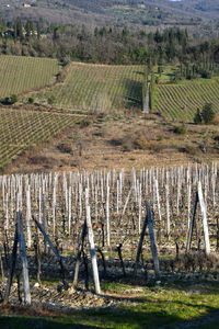 Scenic view of vineyard