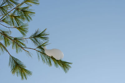 Low angle view of palm tree against clear blue sky