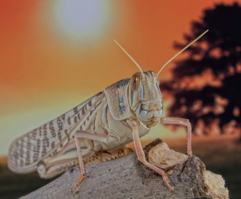 Close-up of locust on a rock