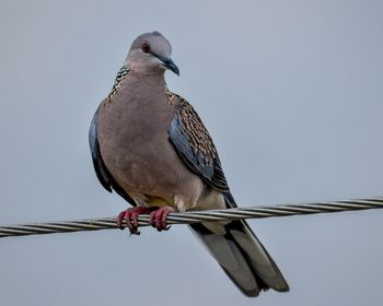 Low angle view of bird perching on cable against clear sky