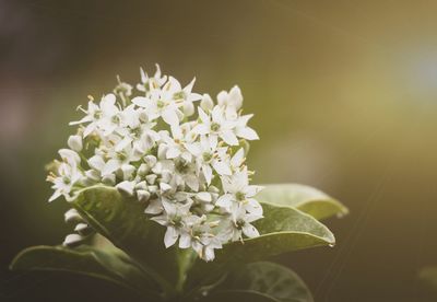 Close-up of white flowers blooming in garden