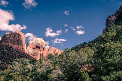 Low angle view of plants growing on rock against sky