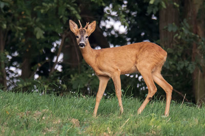 Portrait of deer standing on field