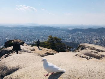 Seagull perching on rock against cityscape