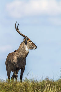 Waterbuck standing on land against sky