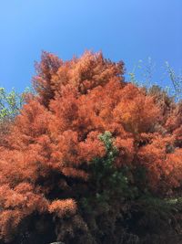 Low angle view of plants against clear sky