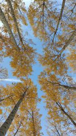 Low angle view of trees against sky during autumn