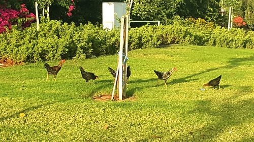 Flock of birds on grassy field