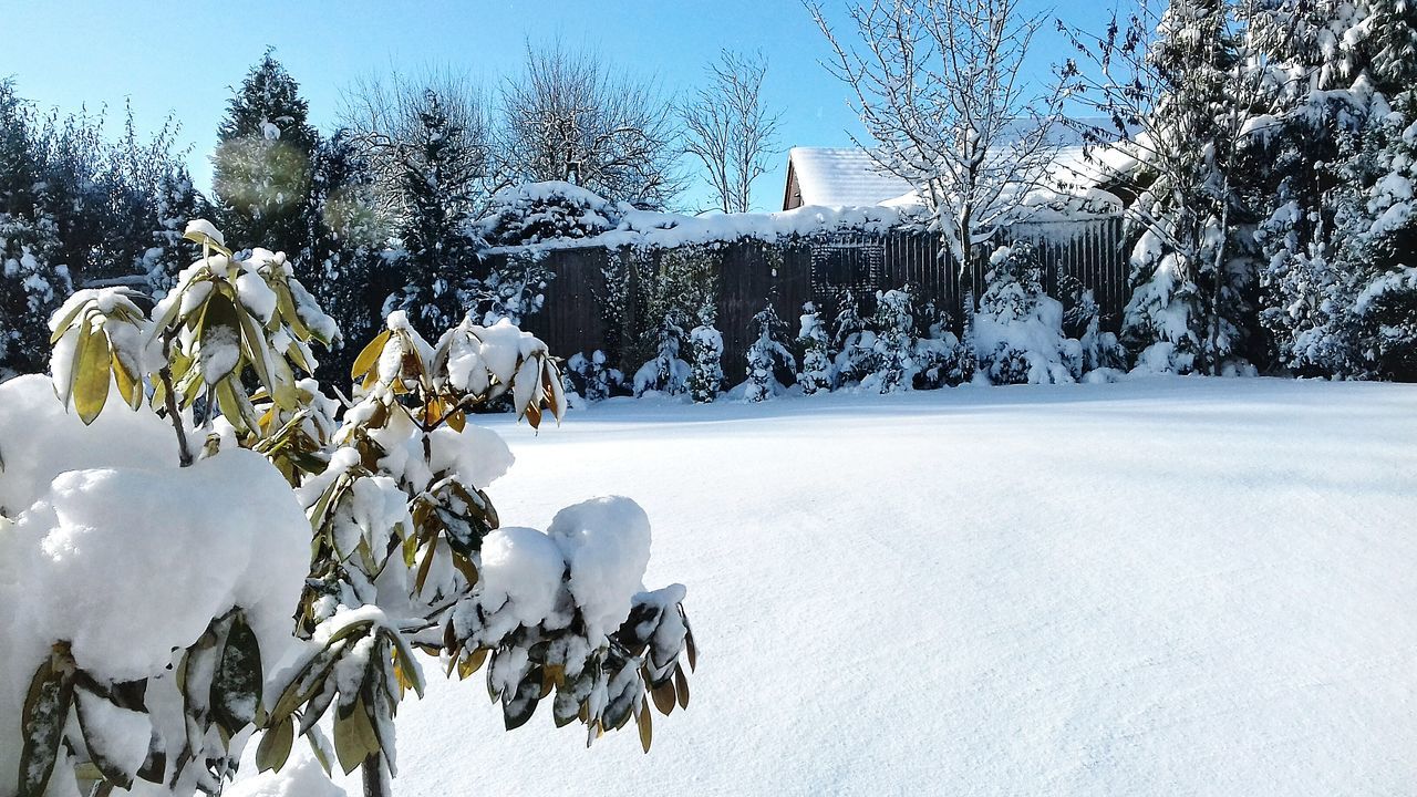 winter, snow, cold temperature, white, weather, white color, tree, nature, outdoors, no people, day, bare tree, beauty in nature, sky