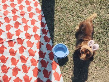 High angle view of dachshund