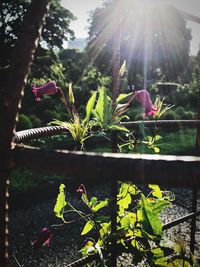 Close-up of pink flowering plants during sunny day