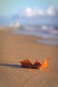 Close-up of dry autumn leaves on beach