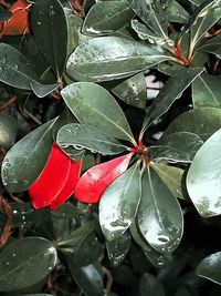 Close-up of wet plant