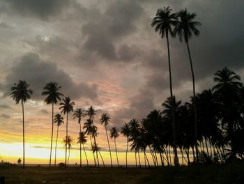 Palm trees on landscape against sunset sky