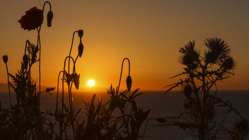 Silhouette plants against sunset sky