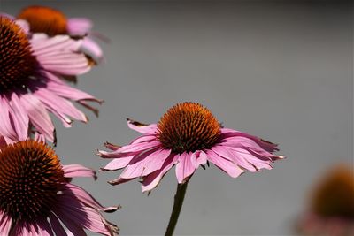 Low angle view of purple coneflower blooming outdoors