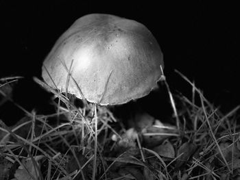 Close-up of fly agaric mushroom