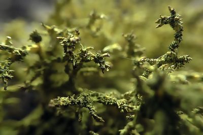 Close-up of flowers growing on tree