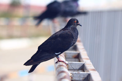 Close-up of bird perching outdoors