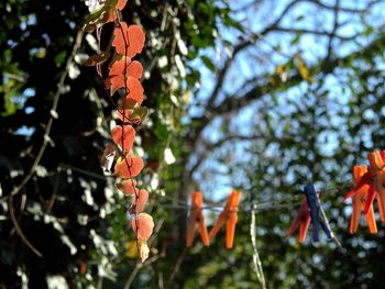 Low angle view of orange flowers on tree