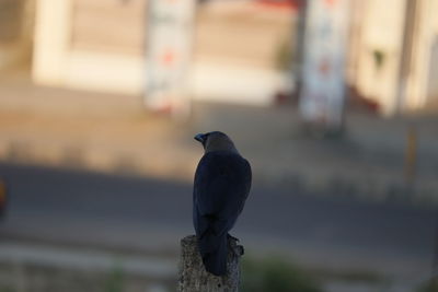 Close-up of pigeon perching