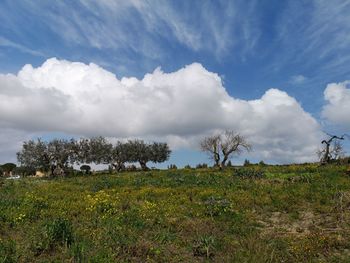 Scenic view of field against sky