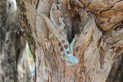 Close-up of tree trunk