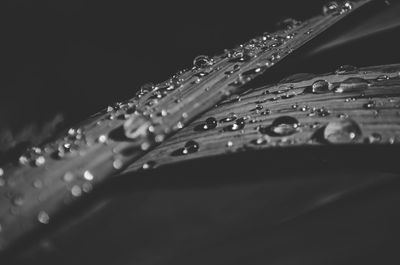 Close-up of water drops on black background
