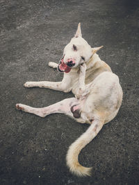 High angle view of dog relaxing on man