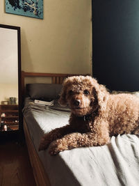 Portrait of dog relaxing on bed at home